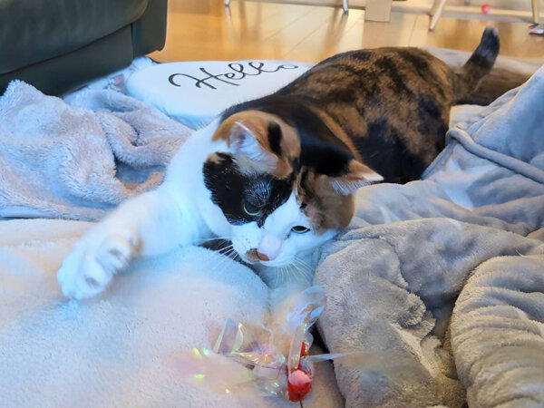 三毛猫ペットシッター