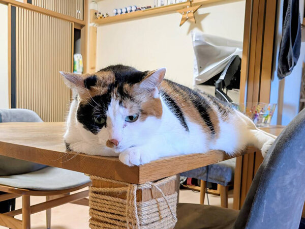 三毛猫ペットシッター