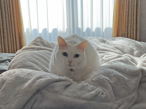 猫ペットシッター