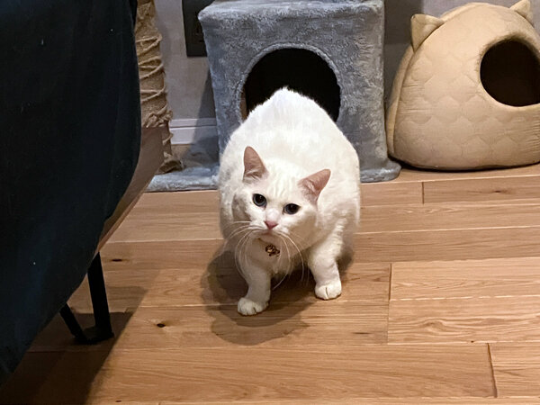 猫ペットシッター