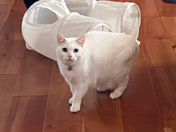 猫ペットシッター