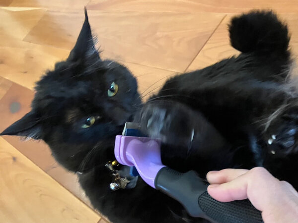 黒猫ペットシッター