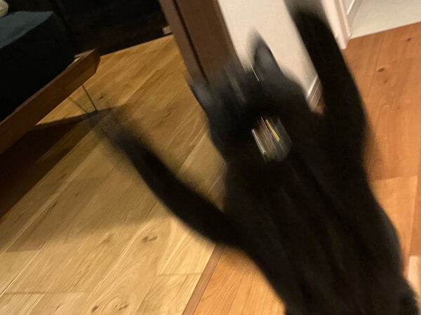 黒猫ペットシッター