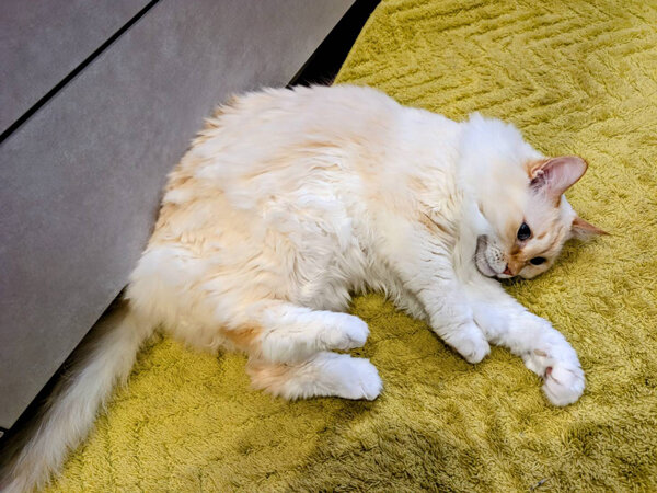 猫ペットシッター