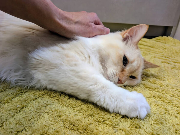 猫ペットシッター