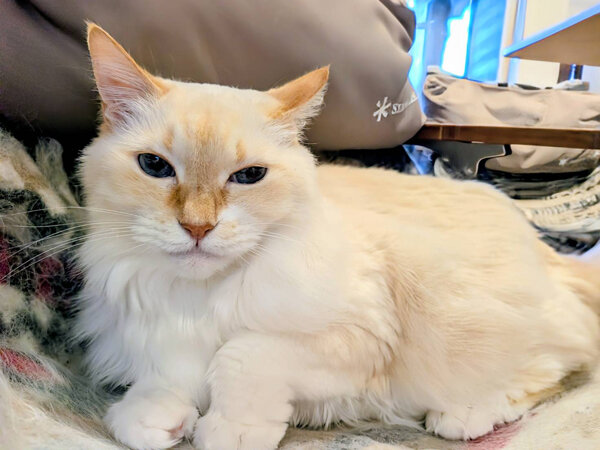 猫ペットシッター