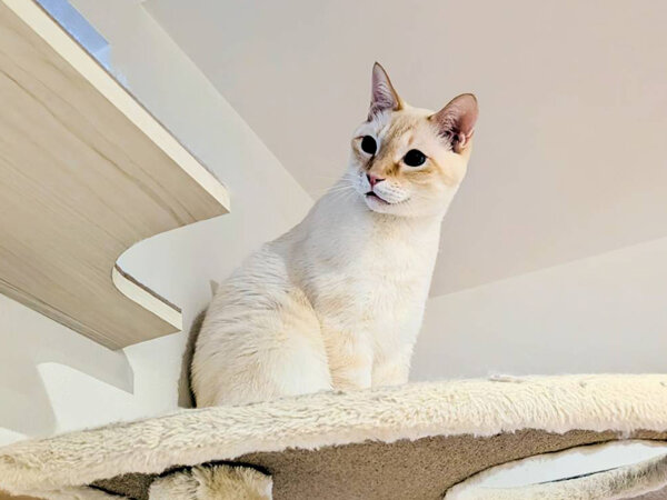 猫ペットシッター