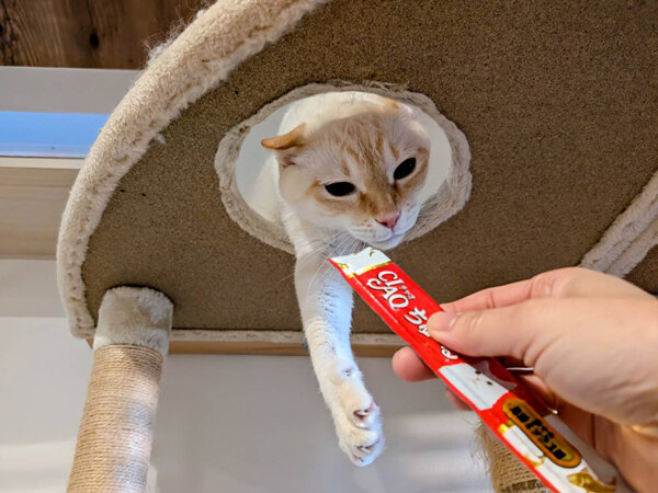 猫ペットシッター