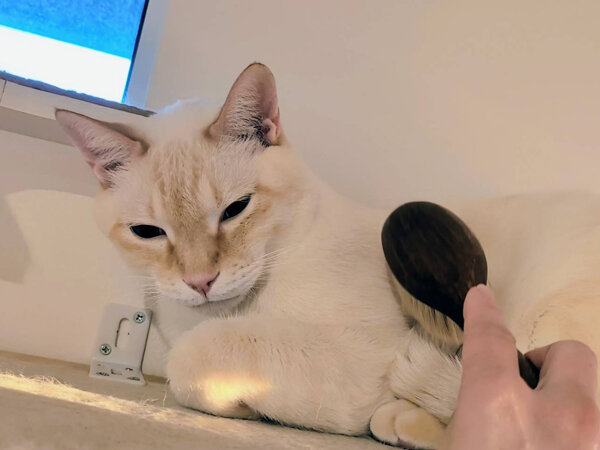 猫ペットシッター