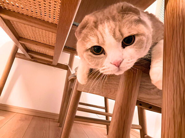 猫、スコティッシュフォールドペットシッター