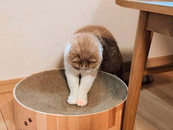 猫、スコティッシュフォールドペットシッター