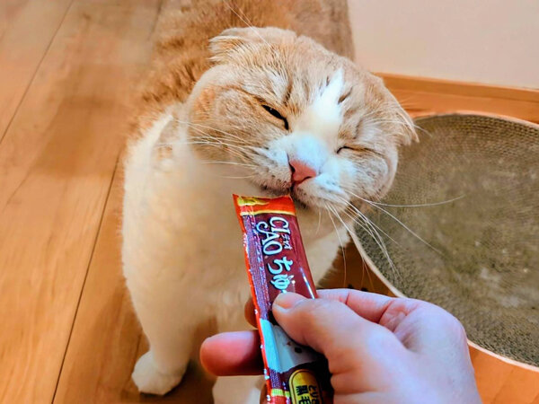 猫、スコティッシュフォールドペットシッター