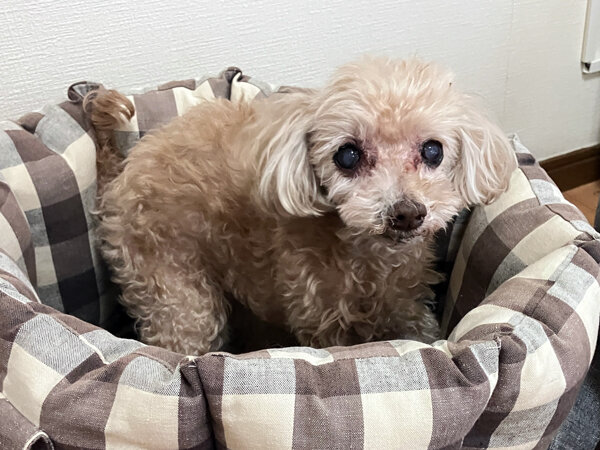 犬トイプードルペットホテル