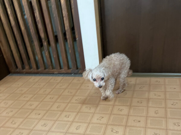 犬トイプードルペットホテル