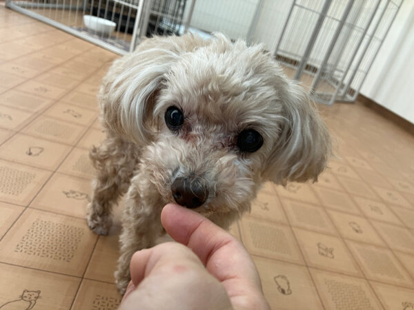 犬トイプードルペットホテル