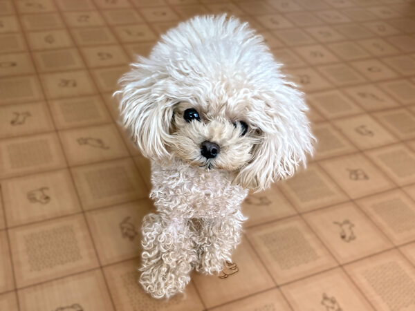 小型犬トイプードルペットホテル