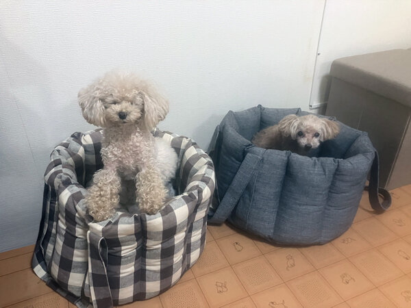 小型犬トイプードルペットホテル