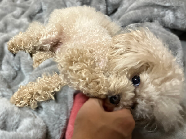 小型犬トイプードルペットホテル