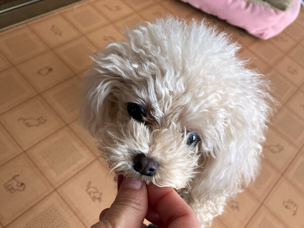 小型犬トイプードルペットホテル