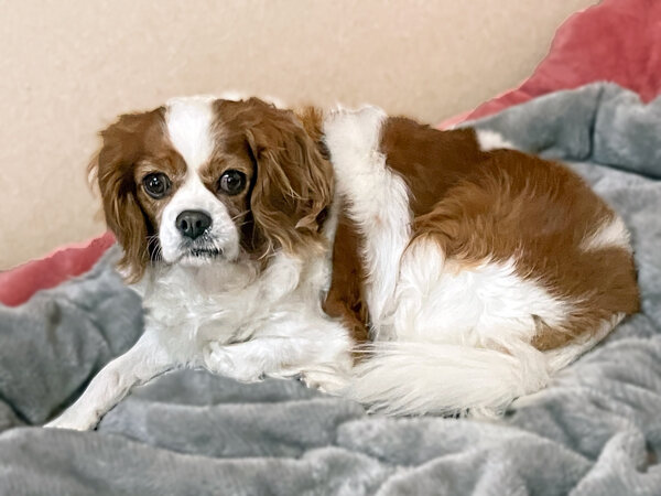 小型犬キャバリアペットホテル