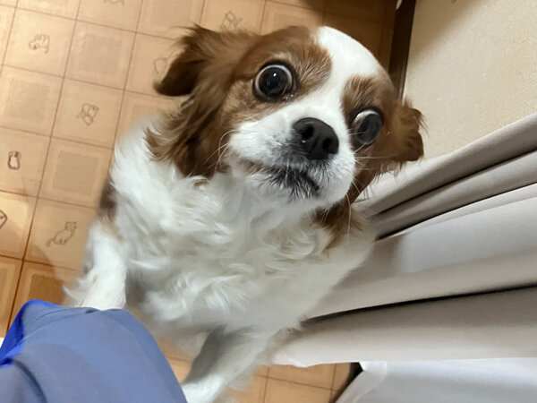 小型犬キャバリアペットホテル