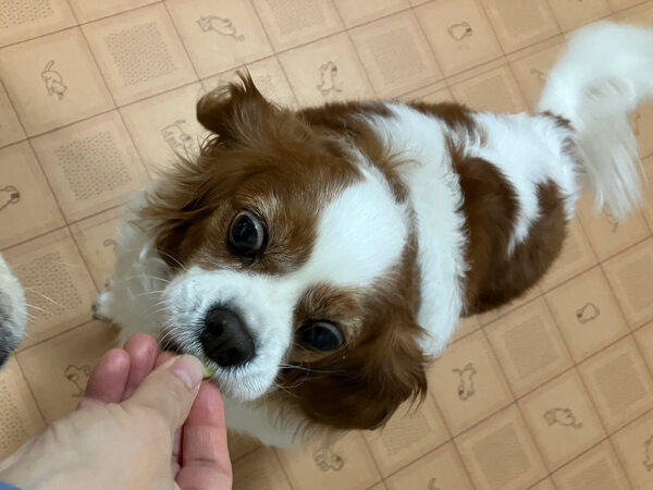 小型犬キャバリアペットホテル