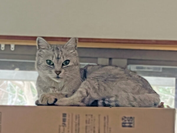 猫ペットシッター