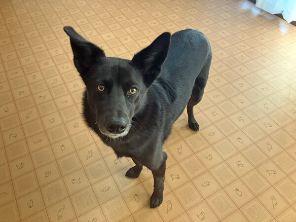 中型犬ペットホテル