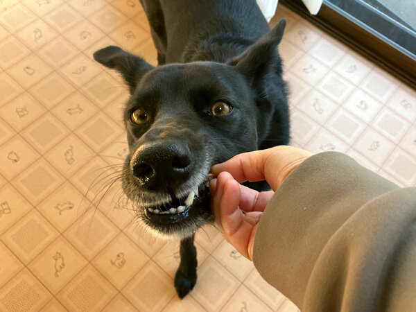 中型犬ペットホテル