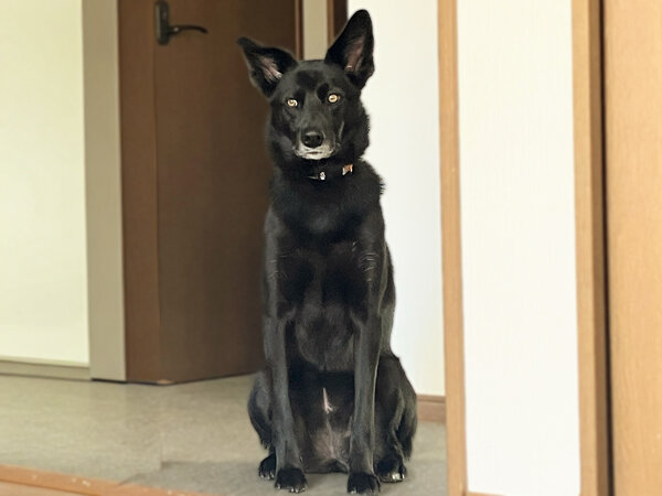 中型犬ペットホテル