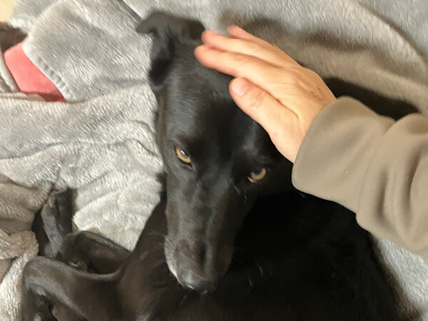 中型犬ペットホテル