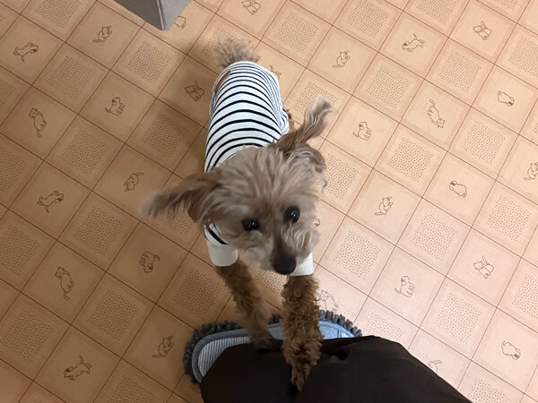 小型犬トイプードルペットホテル