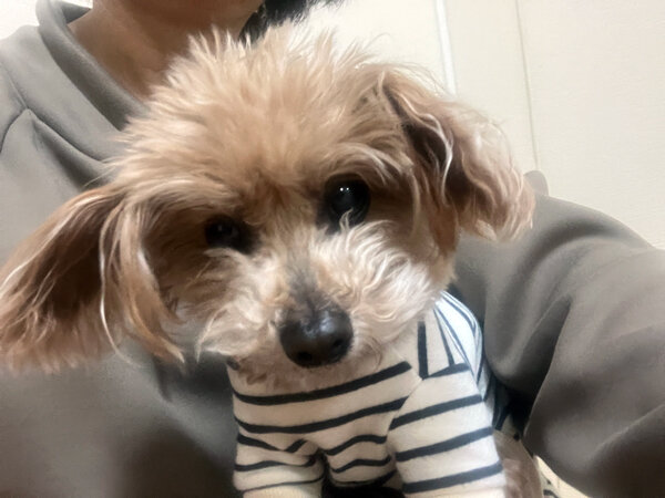 小型犬トイプードルペットホテル