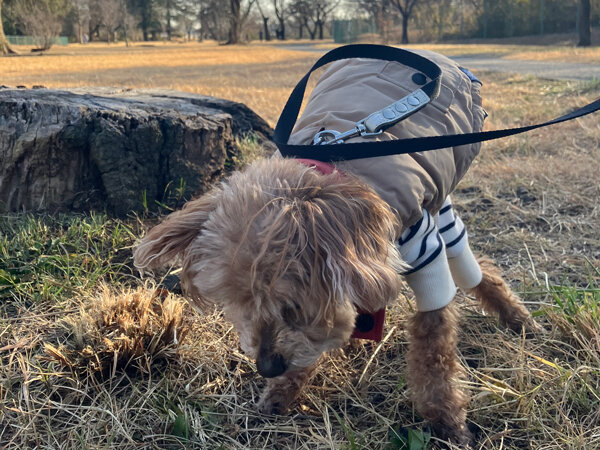 小型犬トイプードルペットホテル