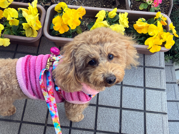 小型犬トイプードルペットホテル