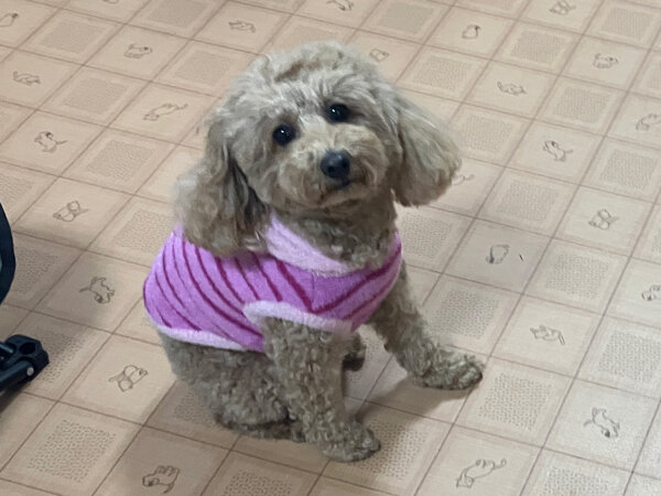 小型犬トイプードルペットホテル