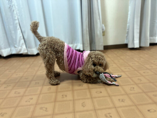 小型犬トイプードルペットホテル