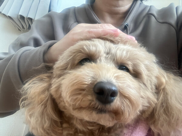 小型犬トイプードルペットホテル