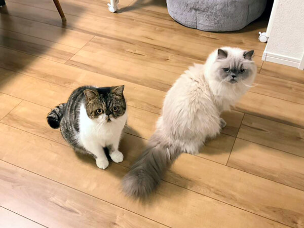 猫ヒマラヤン、エキゾチックショートヘア、ペットシッター