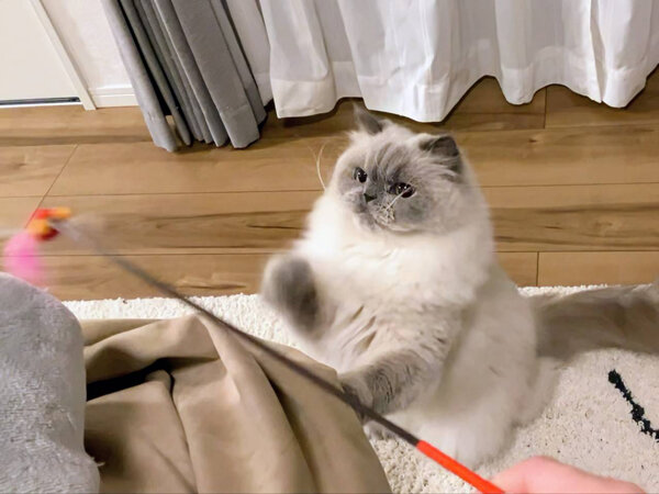 猫ヒマラヤン、エキゾチックショートヘア、ペットシッター