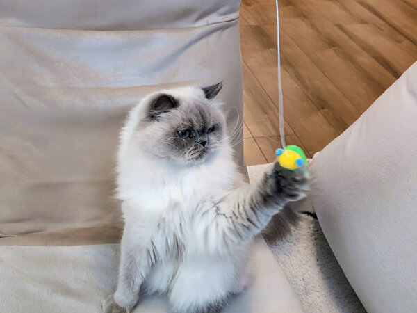 猫ヒマラヤン、エキゾチックショートヘア、ペットシッター