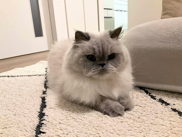 猫ヒマラヤン、エキゾチックショートヘア、ペットシッター