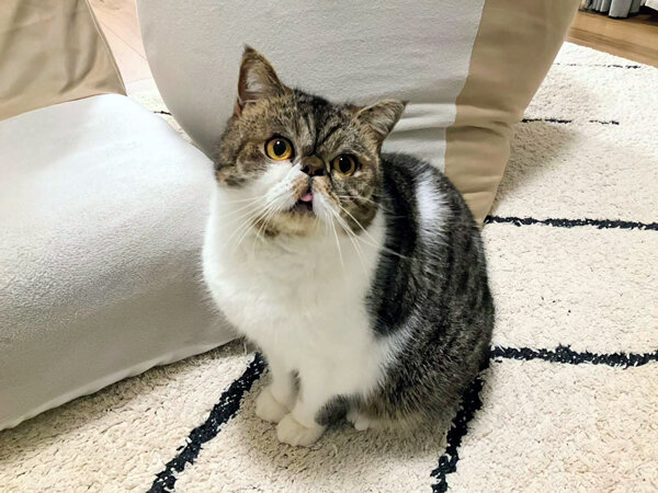 猫、エキゾチックショートヘアペットシッター