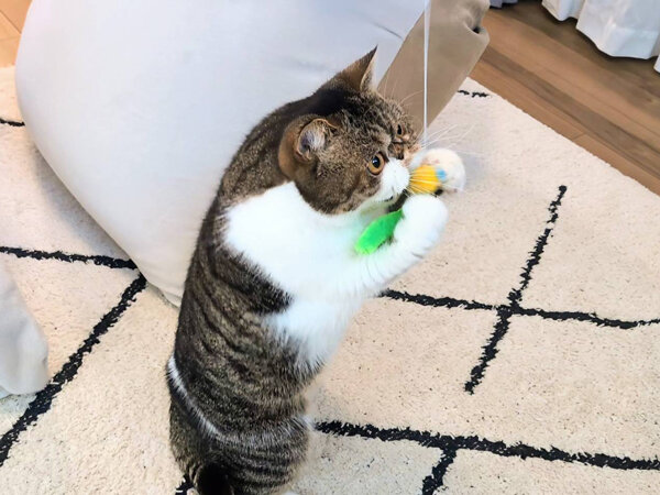 猫、エキゾチックショートヘアペットシッター