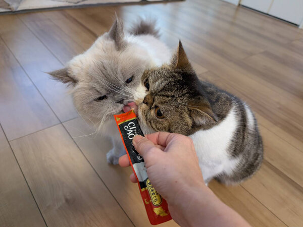 猫、エキゾチックショートヘアペットシッター