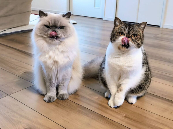 猫、エキゾチックショートヘアペットシッター