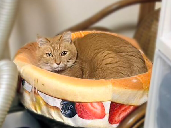 猫ペットシッター