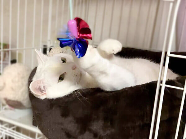 猫ペットシッター