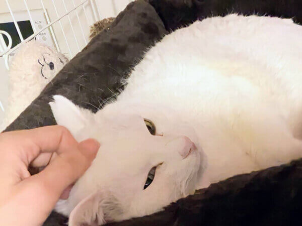 猫ペットシッター