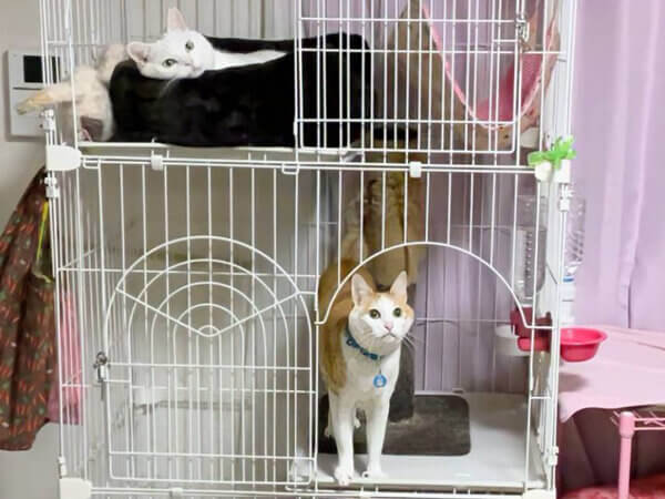 猫ペットシッター